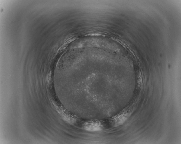 X0000085810559200703231338