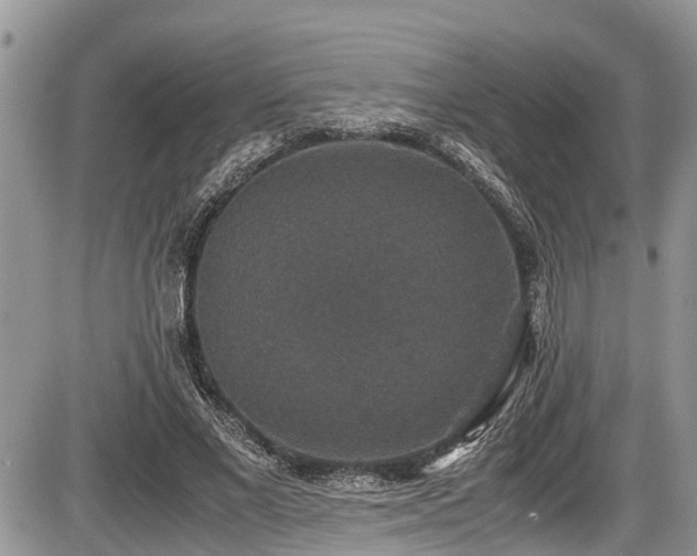 X0000085810685200703231336