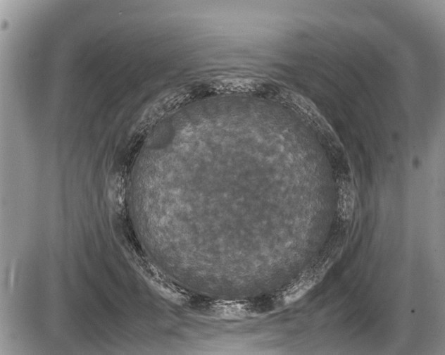 X0000085810701200703231336