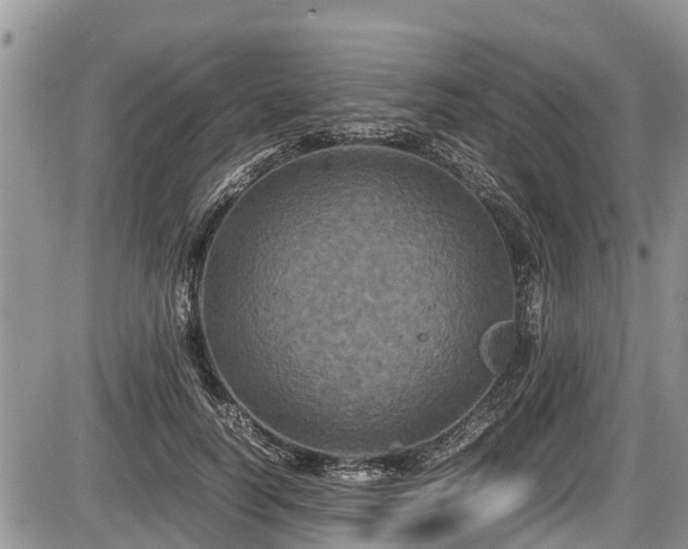 X0000085810746200703231335