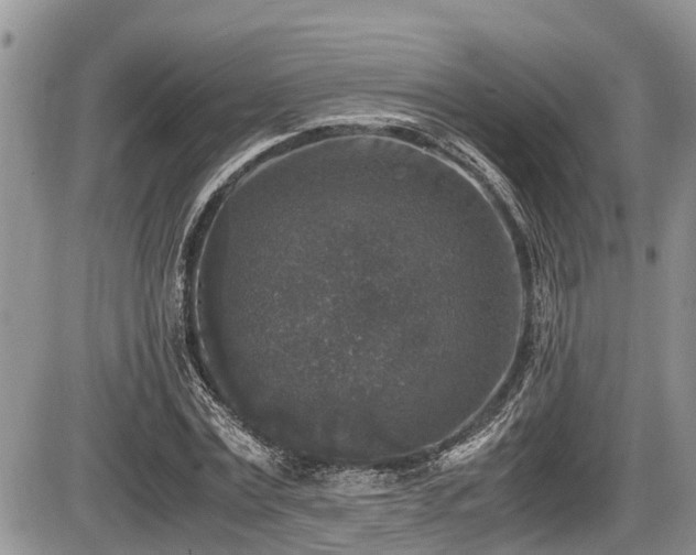 X0000085810779200703231335