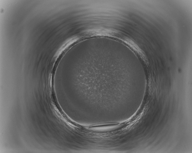 X0000085810790200703231334