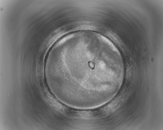 X0000085810836200703231333