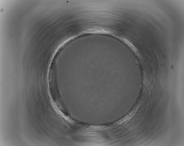 X0000085810840200703231333