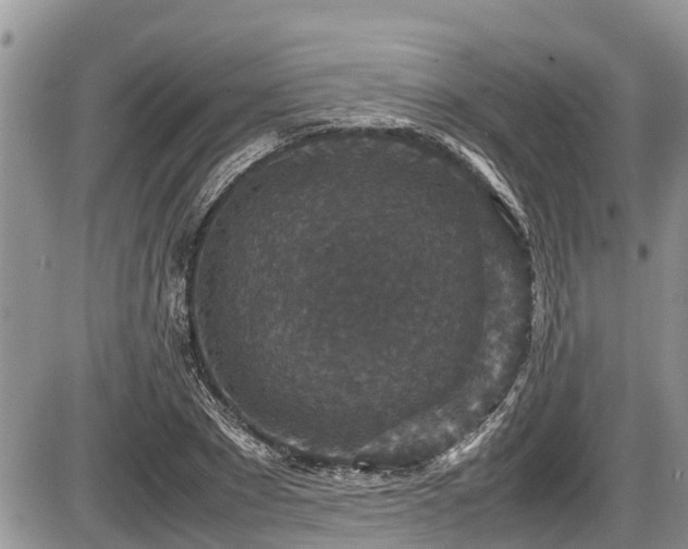 X0000085810881200703231333