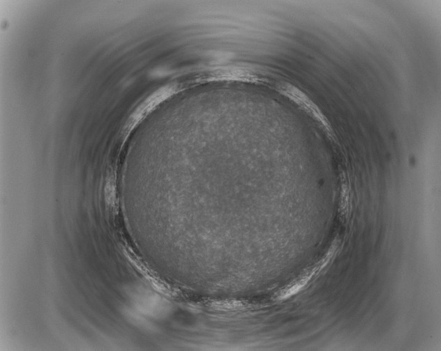 X0000085810882200703231333