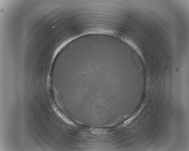 X0000085810928200703231332