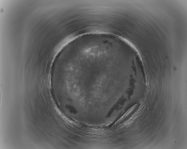 X0000085810935200703231332