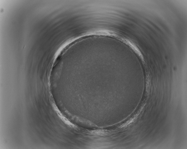 X0000085810944200703231332