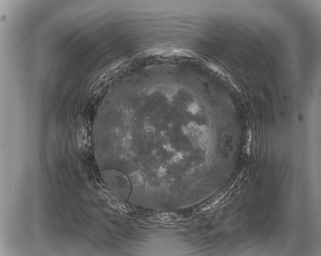 X0000085810966200703231331