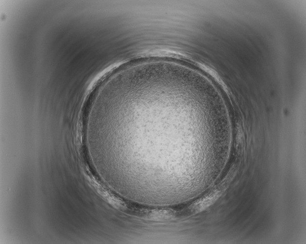 X0000085810979200703231331