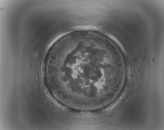 X0000085810983200703231331