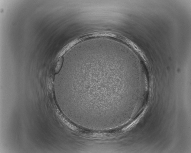 X0000085810985200703231331