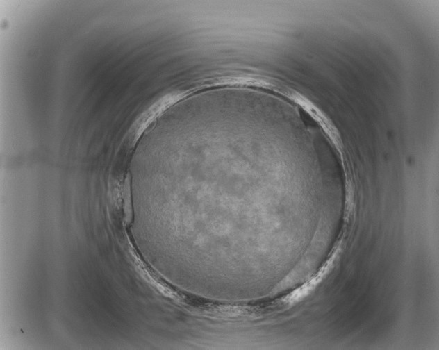 X0000085810993200703231331