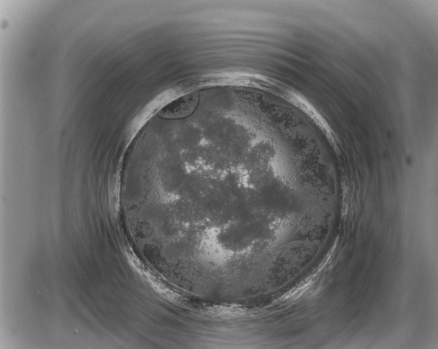 X0000085810994200703231331