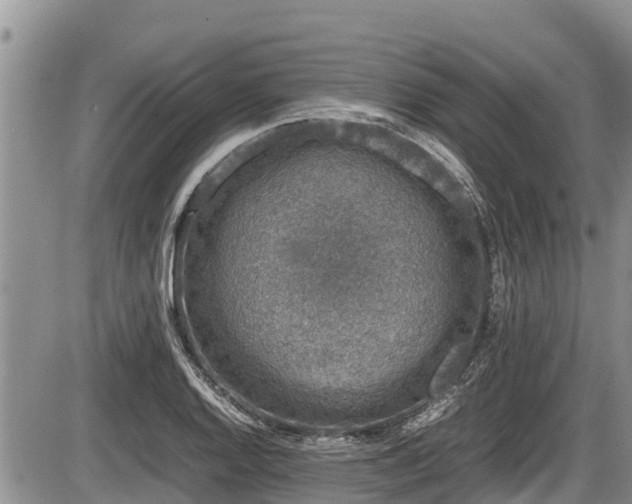 X0000085811128200703231329