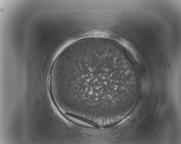 X0000085811383200703231324