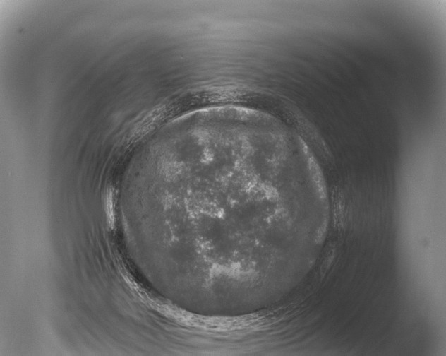 X0000085810026200703301537