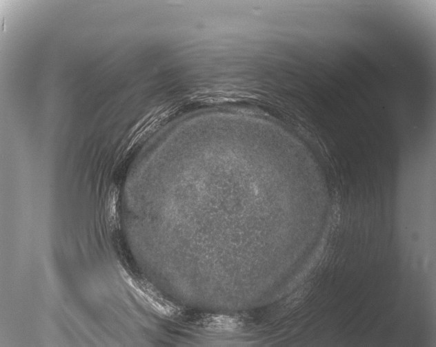 X0000085810166200703301535