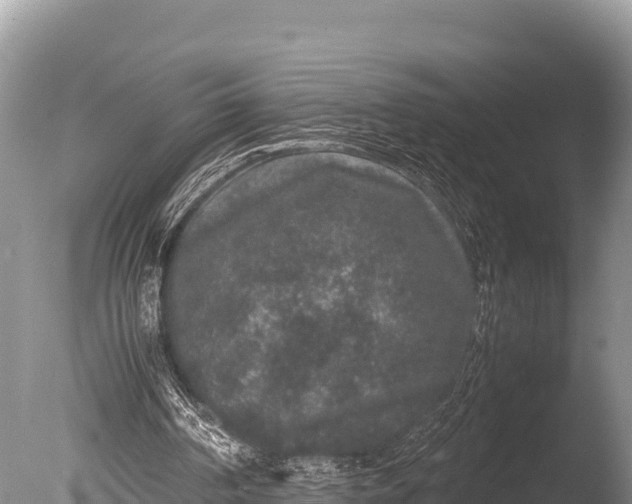 X0000085810194200703301534