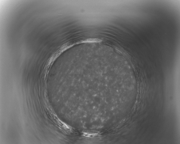 X0000085810337200703301531