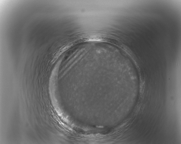 X0000085810385200703301531