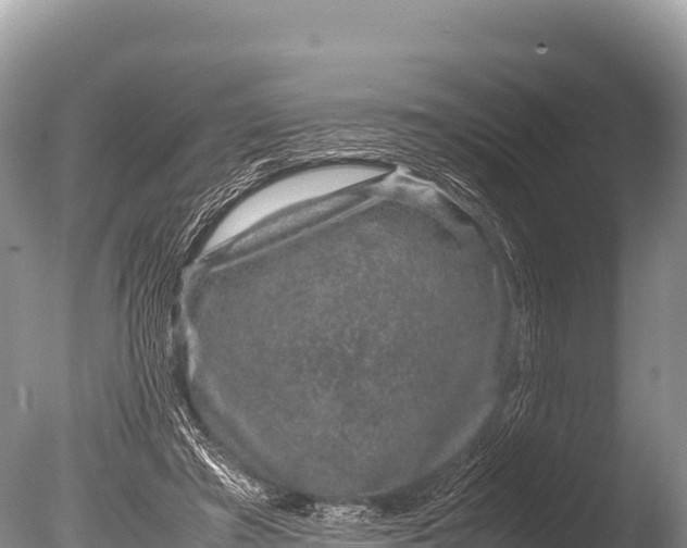 X0000085810401200703301531