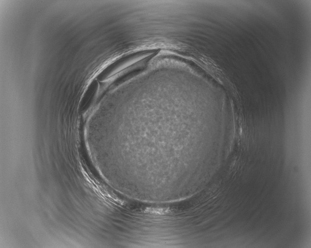 X0000085810440200703301529