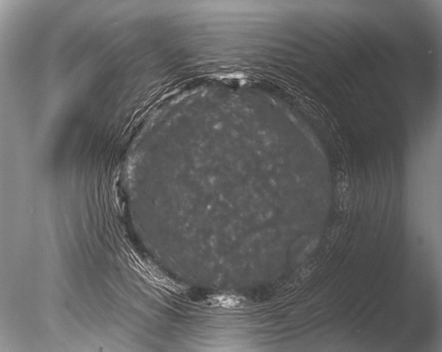 X0000085810654200703301526