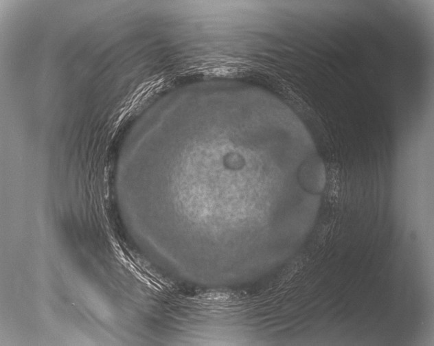 X0000085810738200703301524