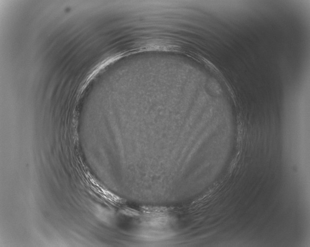 X0000085811019200703301519