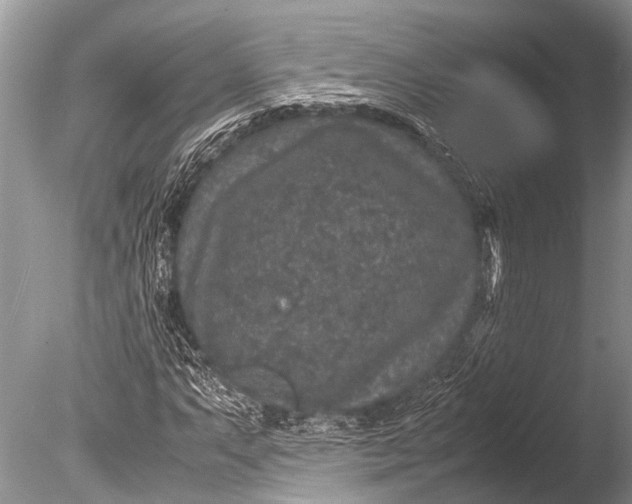 X0000085811063200703301519