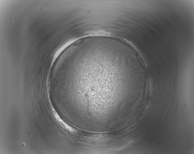 X0000085811387200703301513