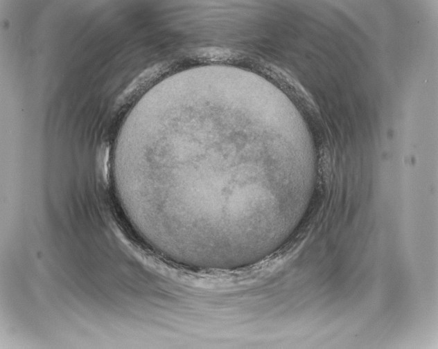 X0000085810024200704091618