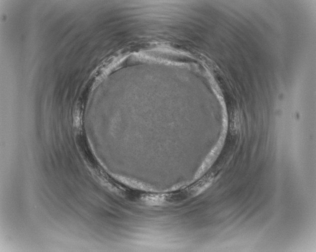 X0000085810084200704091617