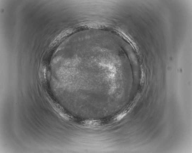 X0000085810117200704091616