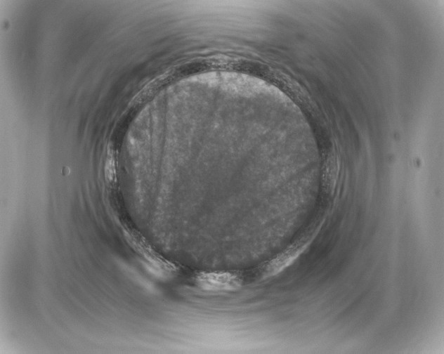 X0000085810137200704091616