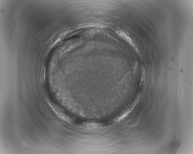 X0000085810205200704091615