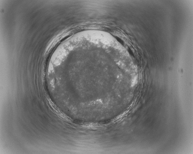 X0000085810293200704091614