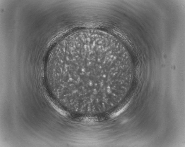 X0000085810303200704091613