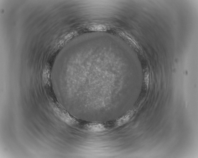 X0000085810322200704091613