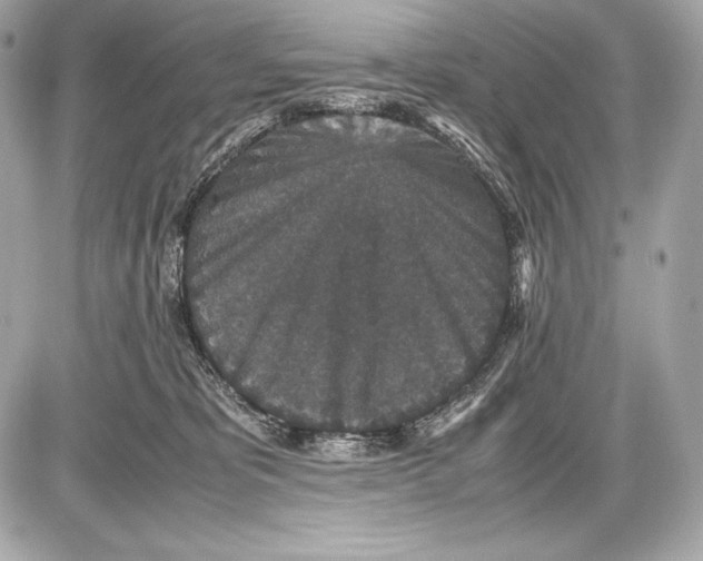 X0000085810325200704091613