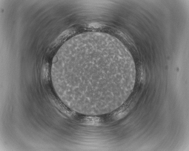 X0000085810328200704091613