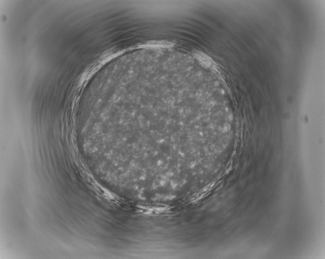 X0000085810337200704091612