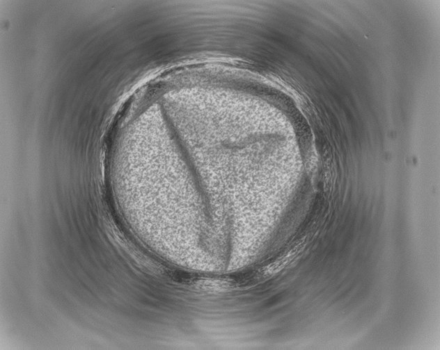 X0000085810350200704091612