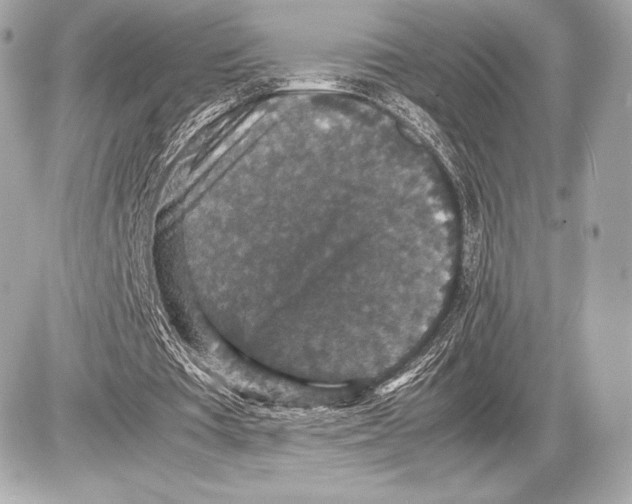 X0000085810385200704091612