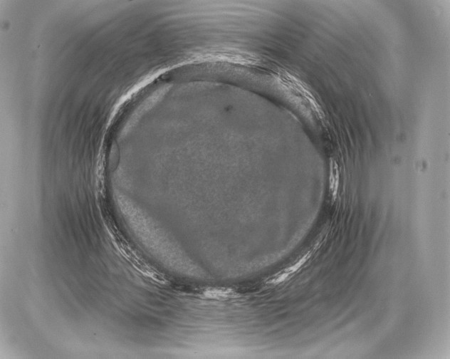 X0000085810388200704091612