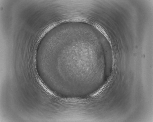 X0000085810389200704091612