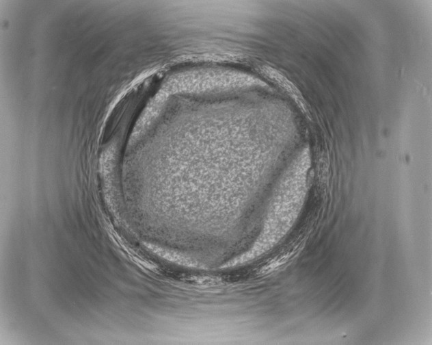 X0000085810395200704091612