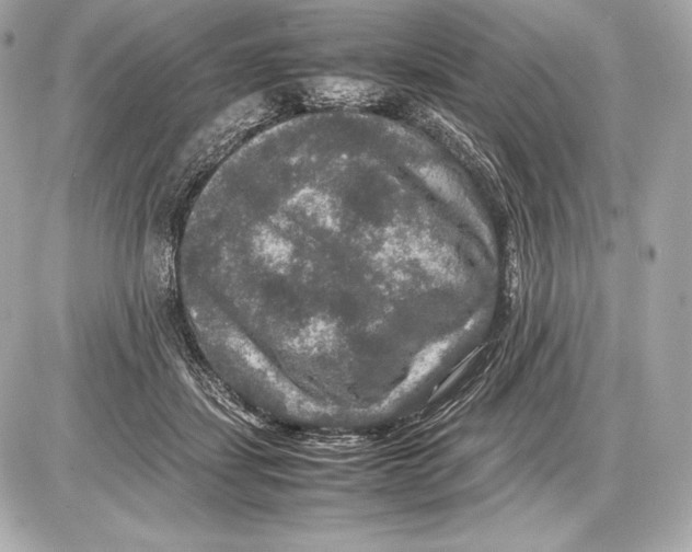 X0000085810459200704091611